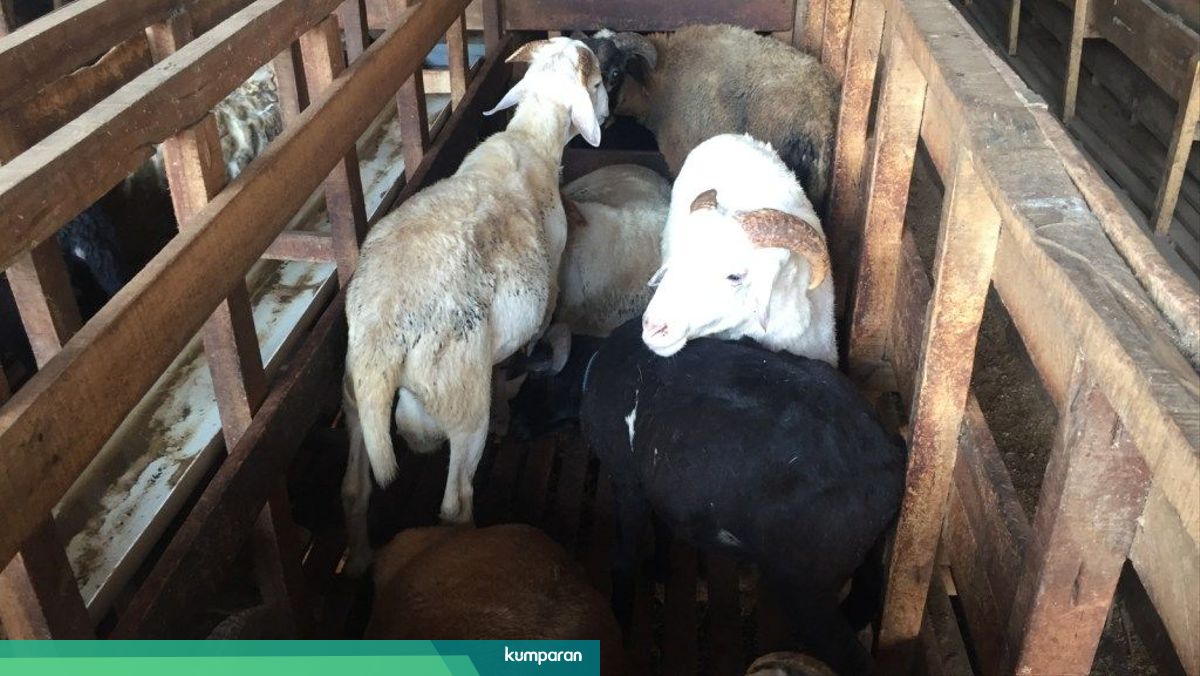 Kisah Peternak Kambing Di Bogor Yang Raup Omzet Rp 500 Juta Per Bulan Kumparan Com