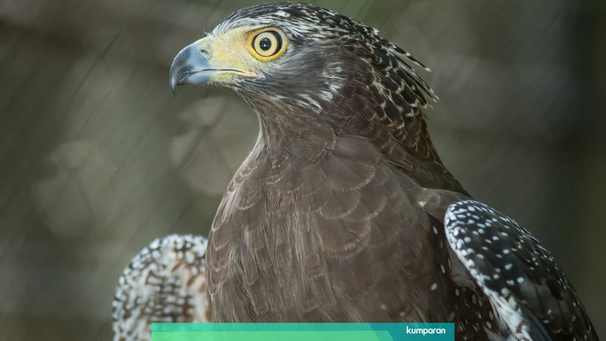 Polisi Tangkap Pria Di Bali Yang Jual Elang Via Facebook Kumparan Com