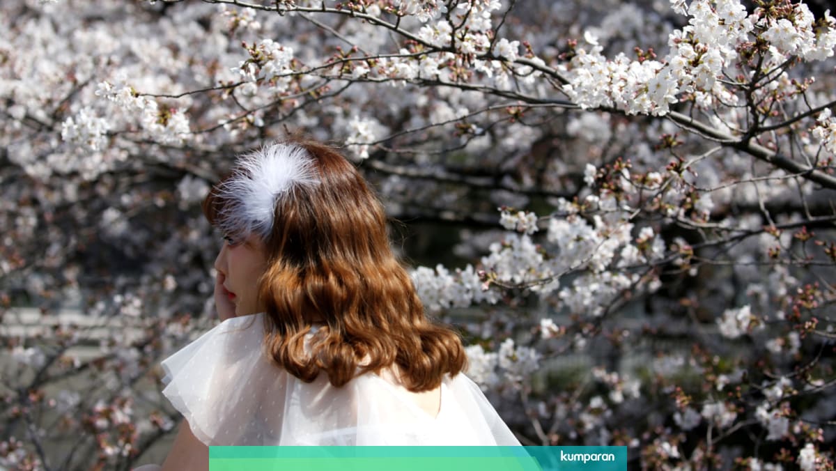 Ini Alasan Mengapa Bunga Sakura Dianggap Penting Oleh Masyarakat Jepang Kumparan Com