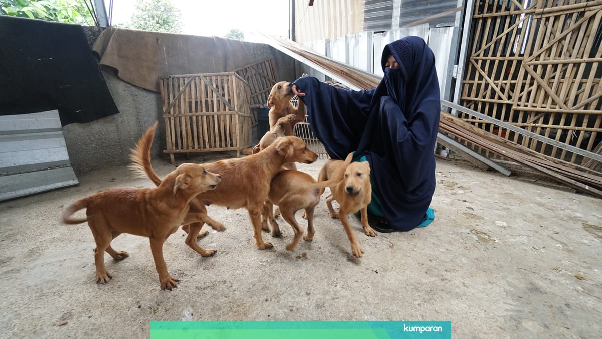 Mengunjungi Hesti Sutrisno Muslimah Bercadar Yang Hidupi 11 Anjing Kumparan Com