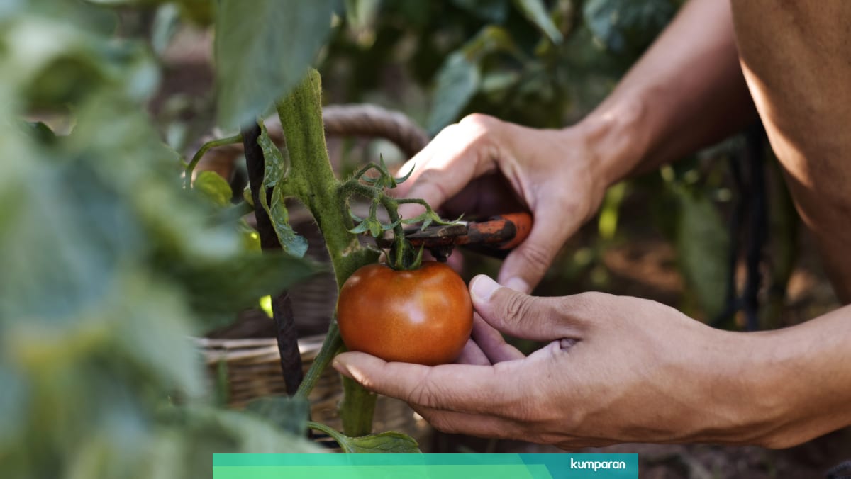 Apa Itu Sustainable Food Kumparan Com