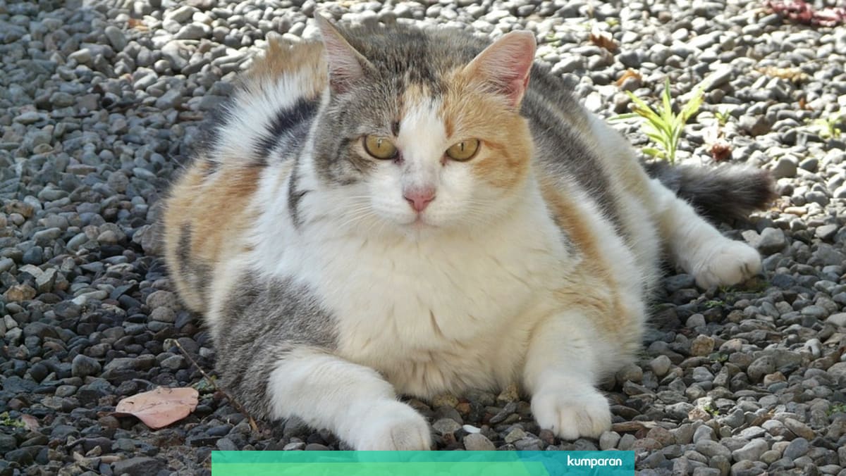 Mengapa Sulit Menemukan Kucing Jantan Belang Tiga Kumparan Com