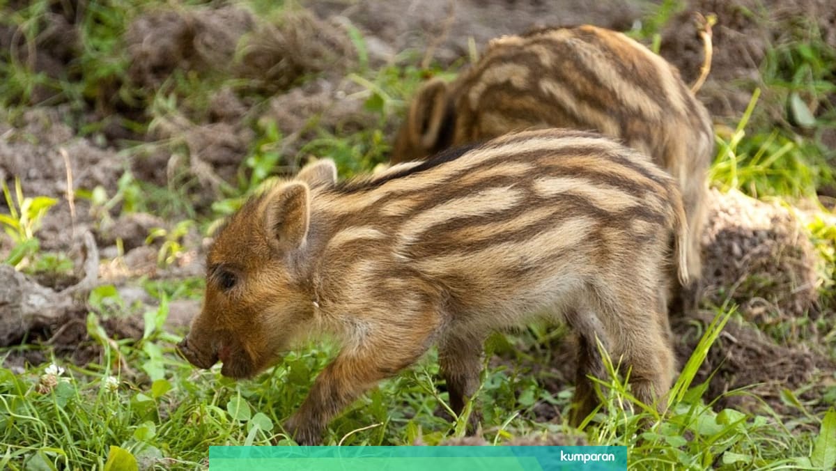 Anak Babi Hutan Yang Disangka Babi Ngepet Hebohkan Bulukumba