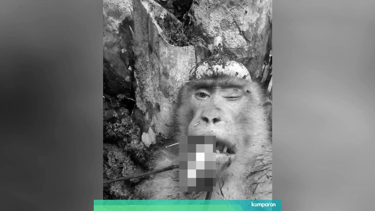 Foto Monyet Dibunuh Dan Dibuat Lelucon Bikin Publik Geram