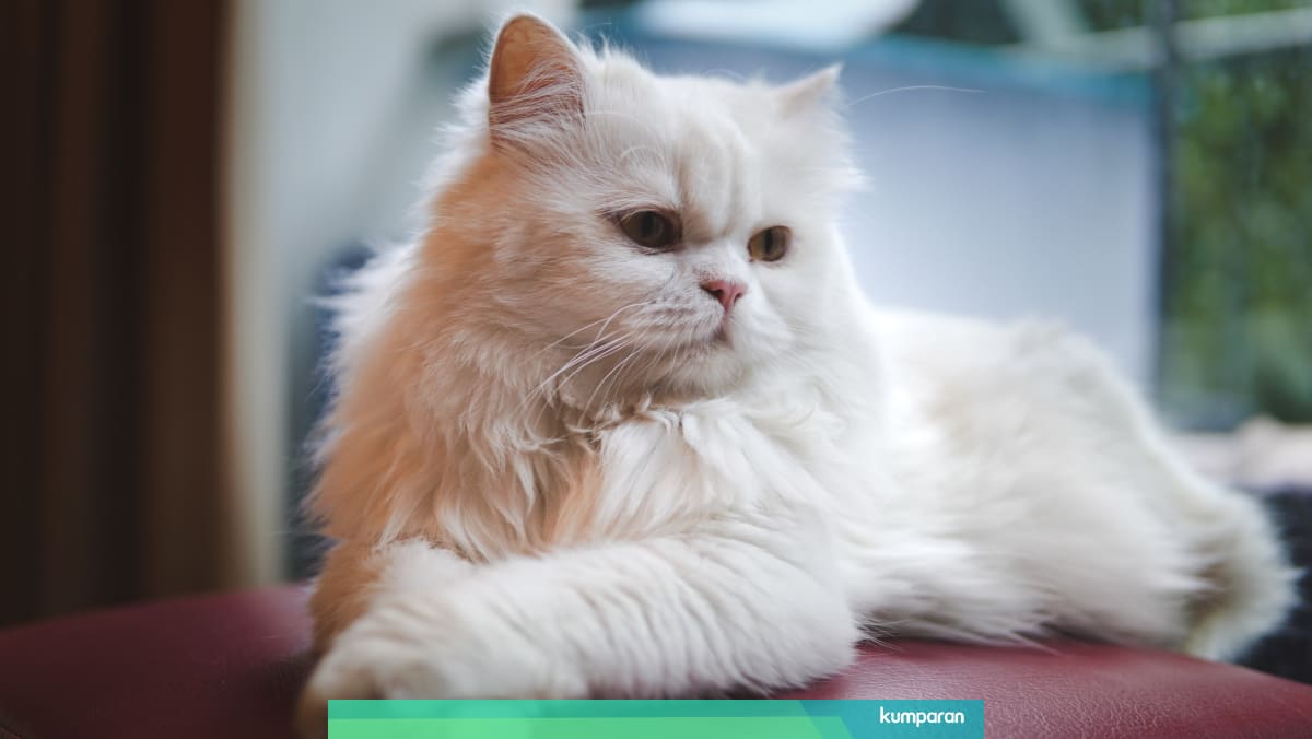 Viral Cerita Kucing Persia Hilang Ternyata Dicuri Dan Dijual Di