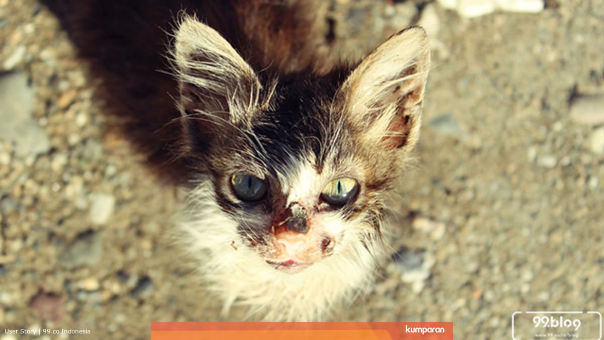 5 Cara Mengusir Kucing Kampung Yang Ampuh Tak Harus Menyakiti Kumparan Com