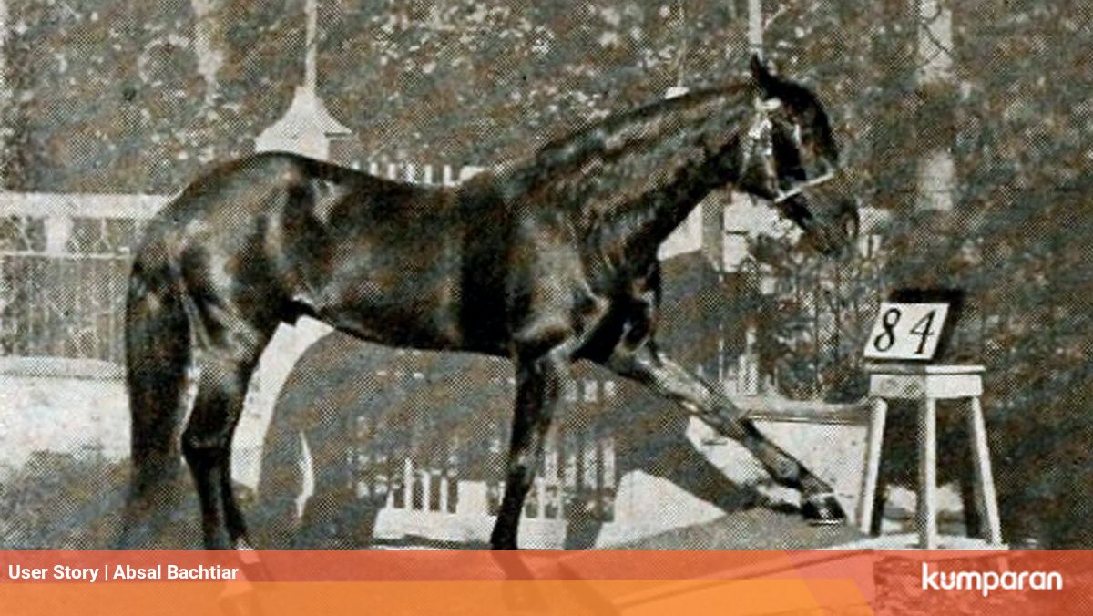 Rahasia Kepintaran Hans Kuda Yang Bisa Membaca Dan Berhitung Kumparan Com