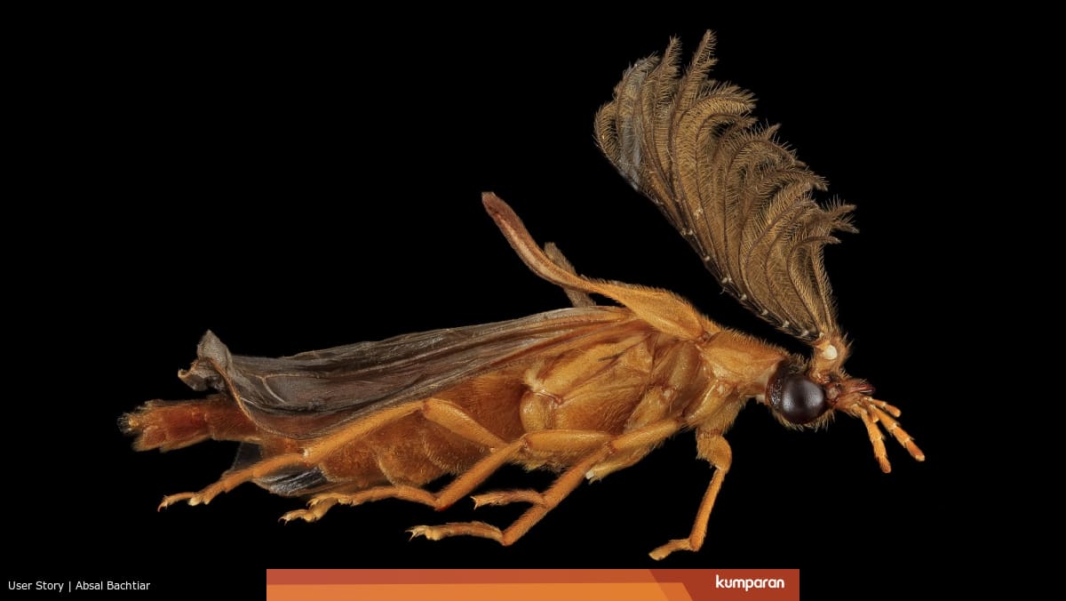 Cahaya dan Antena Megah Phengodidae - kumparan.com