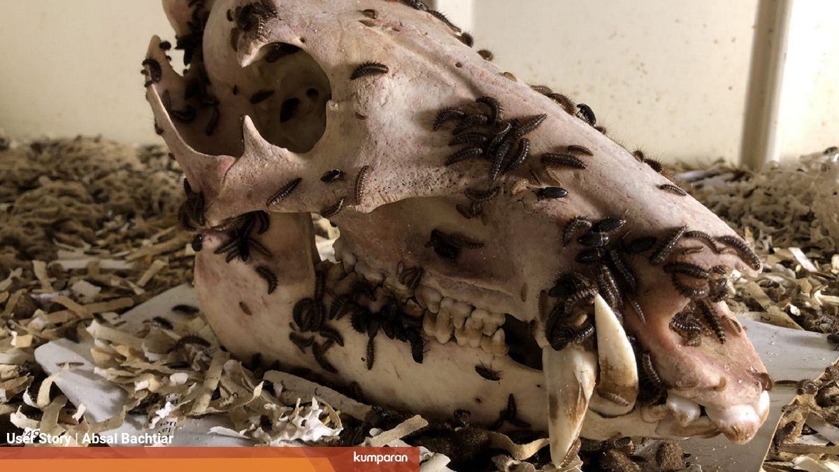 Kumbang Dermis Serangga Yang Bantu Bisnis Kerangka Hewan Kumparan Com