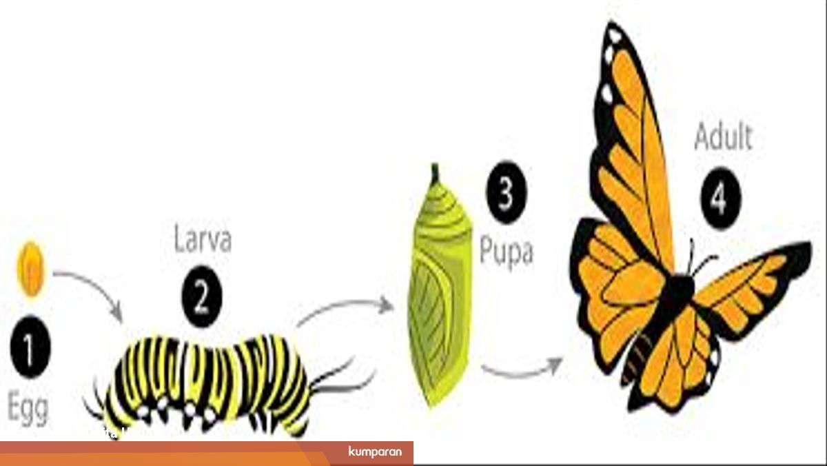 Kupu Kupu Dan Metamorfosis Sempurna Yang Dialaminya Kumparan Com