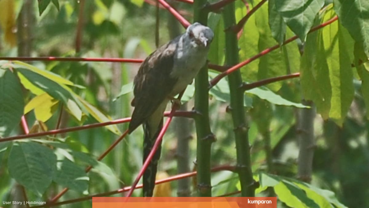 Sirit Uncuing Burung Pembawa Berita Kumparan Com