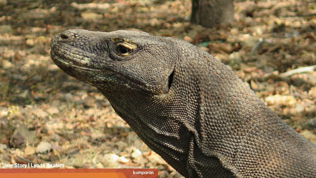 Komodo Berapa Harga Kejemawaan Kita Atas Warisan Dunia Kumparan Com