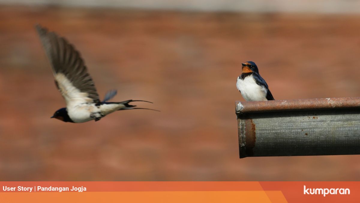 Burung Migran Yang Singgah Di Kota Jogja Suka Menginap Di Hotel Mewah Kumparan Com