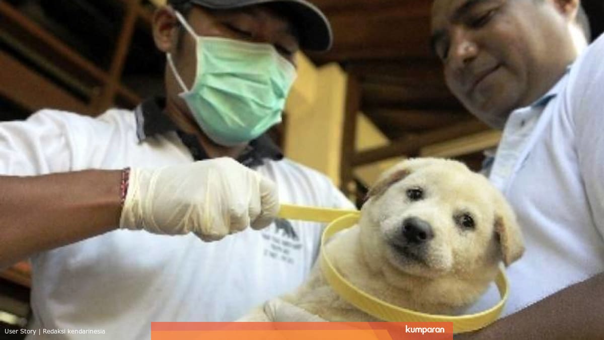 Kenali Dulu Ciri Anjing Yang Terinfeksi Virus Rabies Kumparan Com