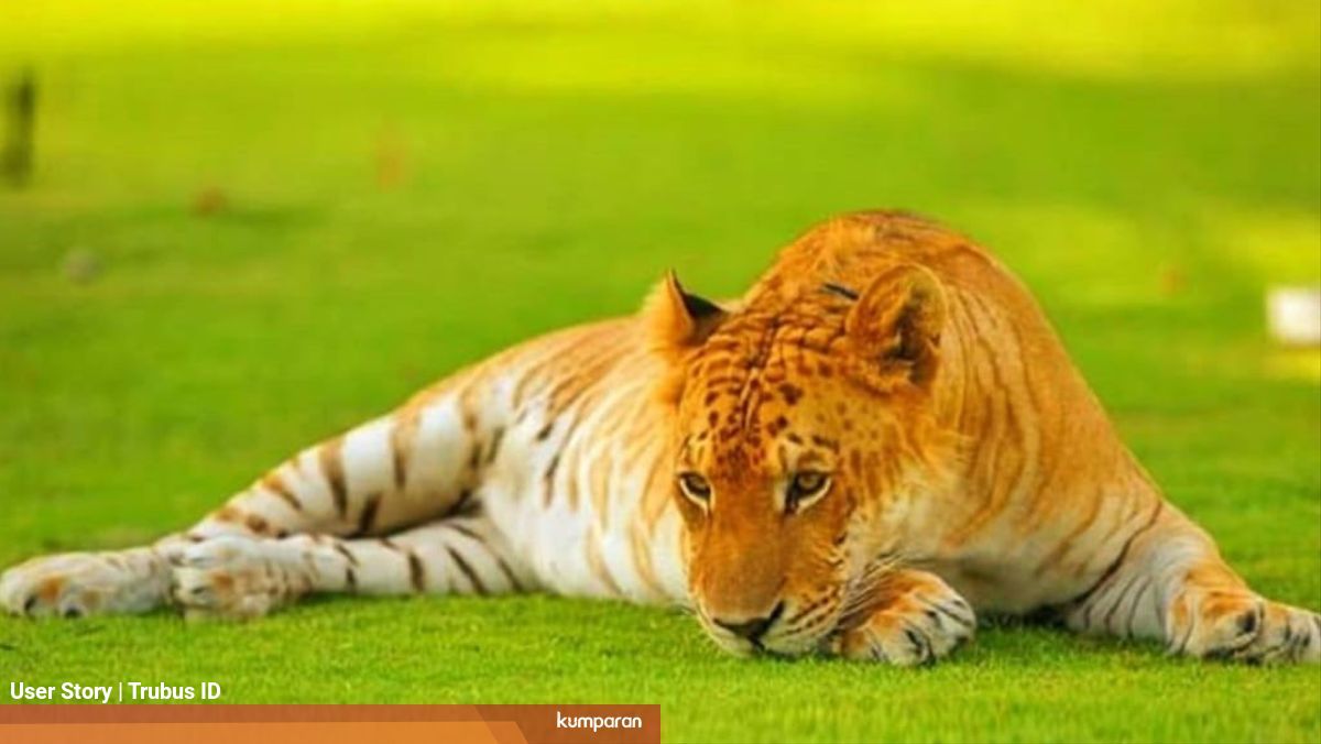 Geger Pria Ini Pelihara Kucing Raksasa Hasil Persilangan Harimau Dan Singa Kumparan Com