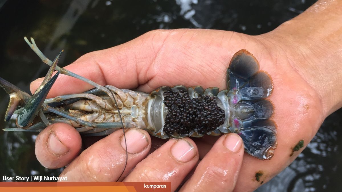 Bisnis Budi Daya Lobster Air Tawar Yang Masih Bertahan Di Zaman Now Kumparan Com
