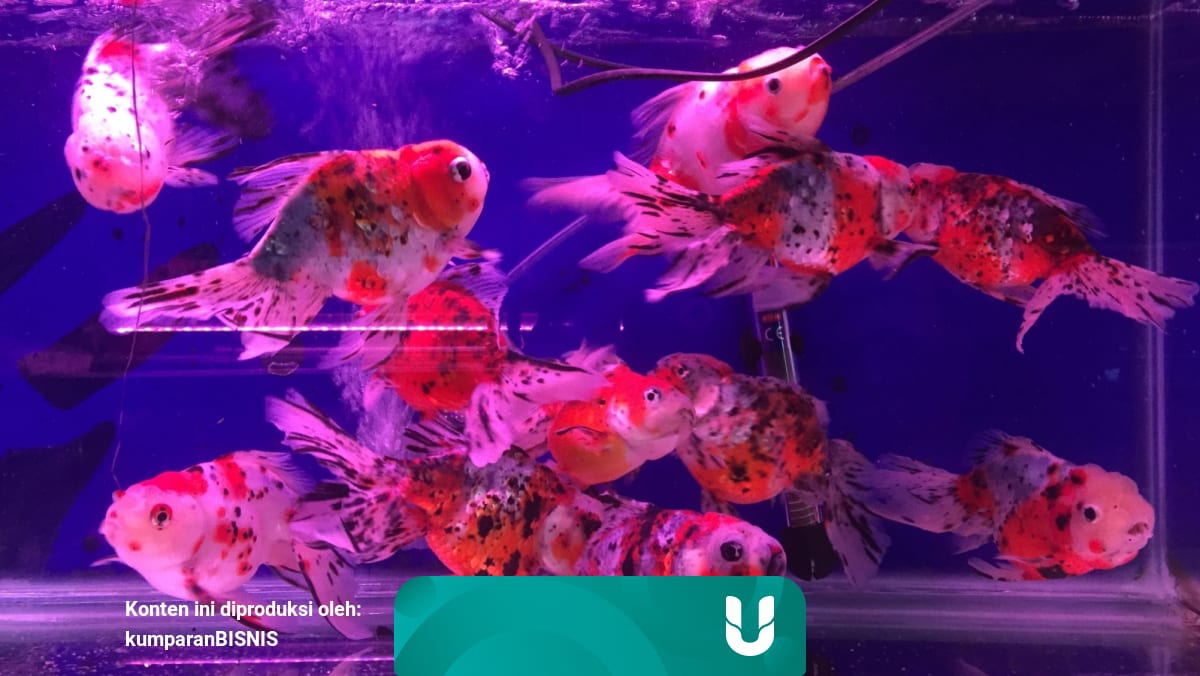 Angka Ikan Mas Koki Dalam Togel
, Ikan Mas Koki Yang Dipercaya Bisa Bikin Hoki Kumparan Com