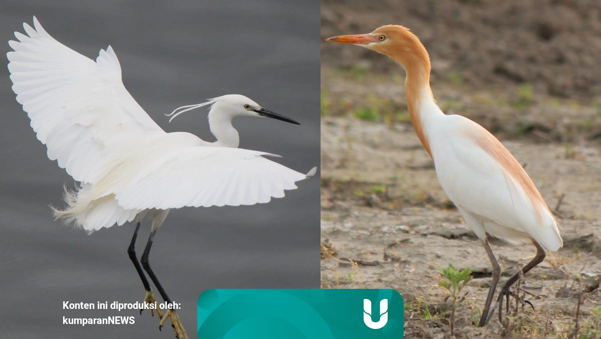 Mengenal Kuntul Kecil Dan Kuntul Kerbau Burung Yang Ditembak Perbakin Kumparan Com