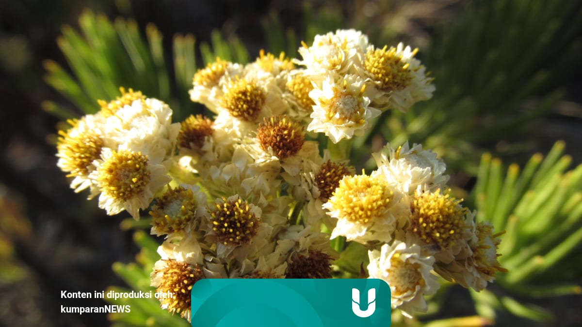 7 Fakta Tentang Bunga Edelweis Yang Tak Boleh Dipetik Kumparan Com