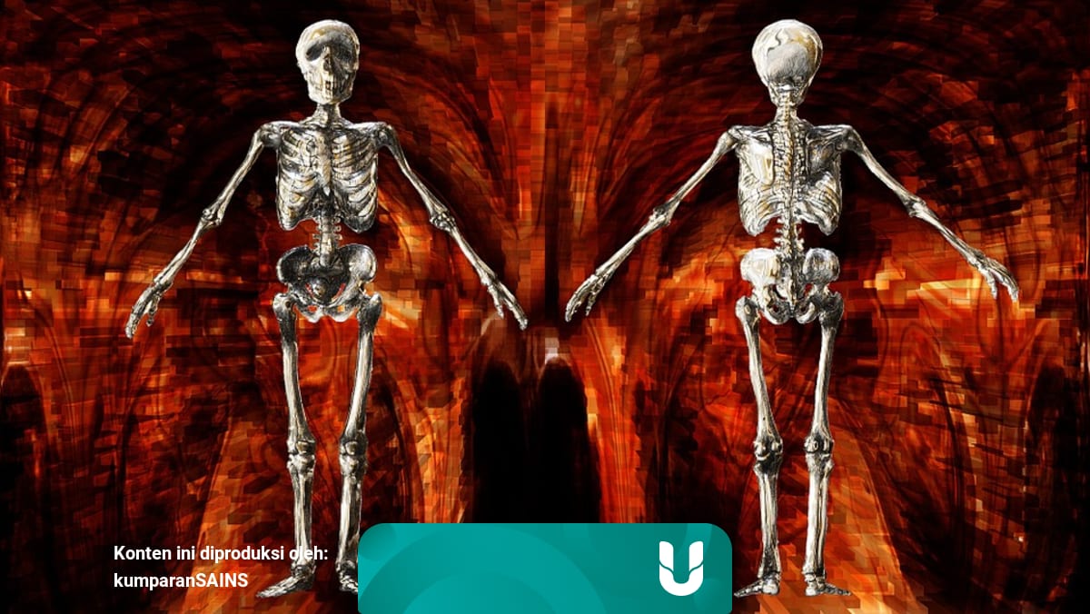 5 Fakta Mengejutkan Soal Tulang Manusia Yang Belum Kamu Tahu Kumparan Com