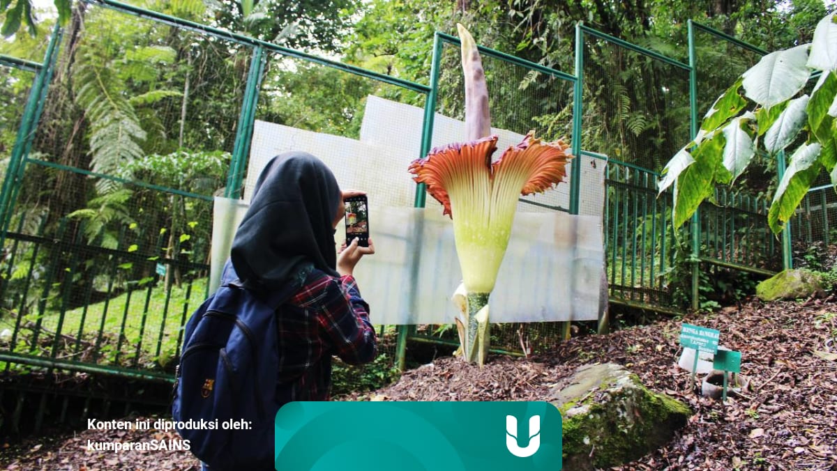 Jarang Bunga Bangkai Langka Sedang Mekar Di Kebun Raya Cibodas Kumparan Com