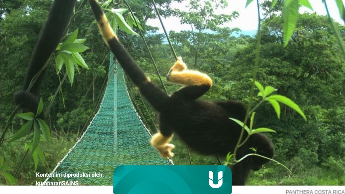 1cfiai7tkjec0m Arti mimpi memotong rambut yang banyak uban. https kumparan com kumparansains diduga akibat pestisida rambut puluhan monyet berubah jadi kuning 1544600995425179286