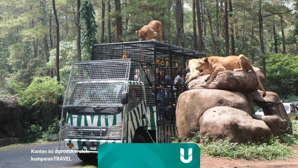 Rekomendasi 4 Kebun Binatang Di Jawa Timur Salah Satunya Terbaik Di Asia Kumparan Com