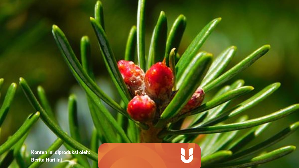 Gymnospermae Klasifikasi Ciri Dan Contoh Tumbuhannya Kumparan Com