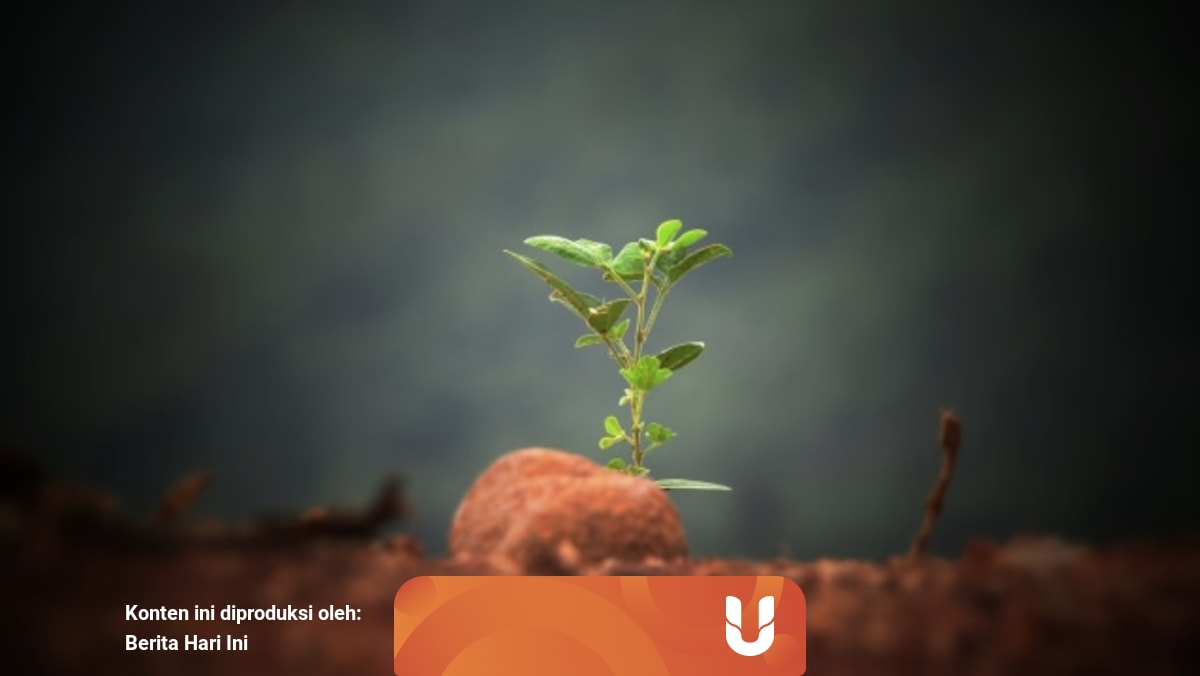 Perkembangbiakan Vegetatif Pada Tumbuhan Secara Alami Dan Buatan Kumparan Com