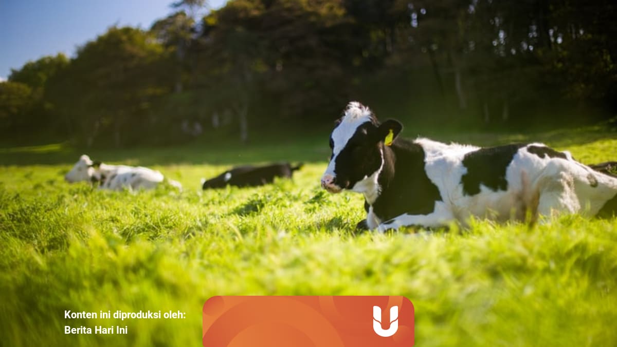 Pengertian Jenis Dan Contoh Sumber Daya Alam Hayati Kumparan Com