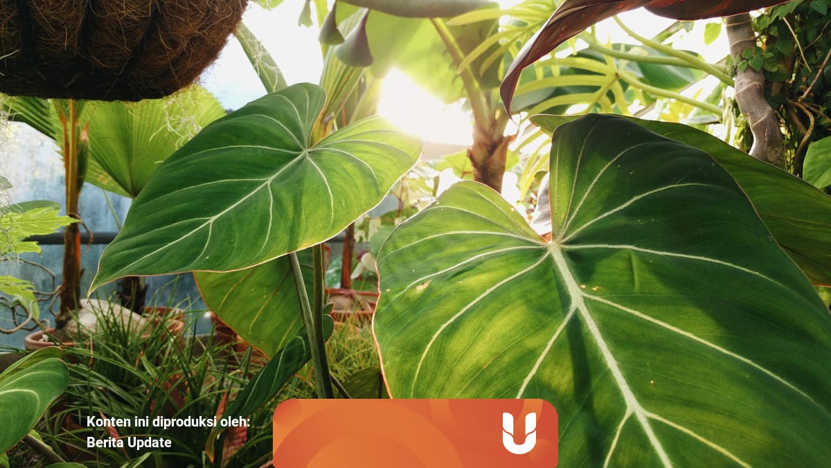 Fungsi Fotosintesis Pada Tumbuhan Dan Manfaatnya Untuk Lingkungan Kumparan Com