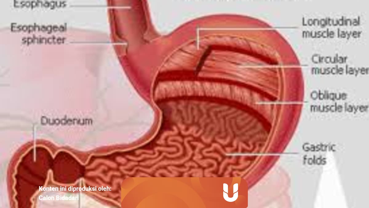 Cara Mengobati Lambung Bengkak Secara Alami Kumparan Com