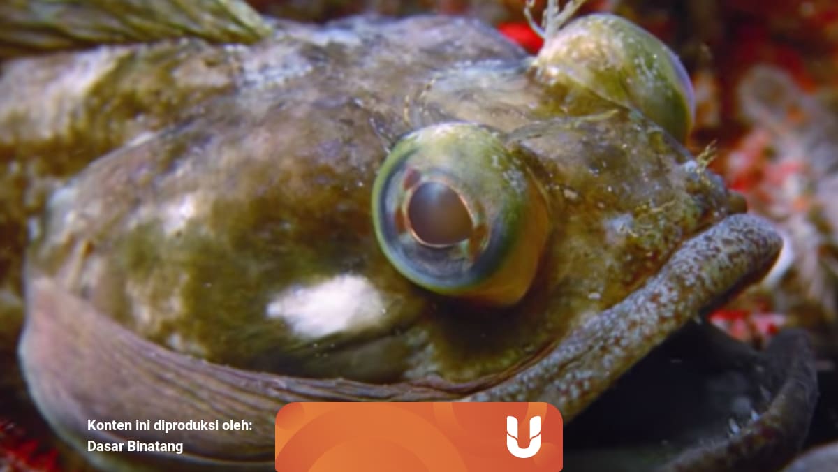 5 Hewan Laut Dalam Yang Bentuknya Aneh Dan Menyeramkan Kumparan Com
