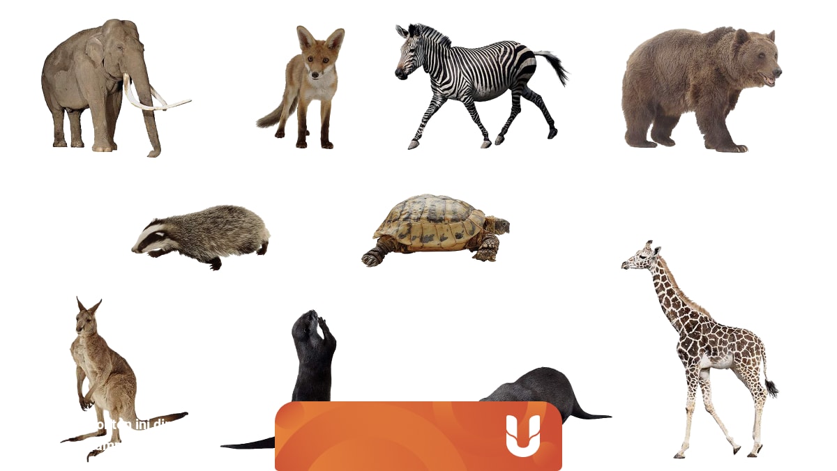 Apa Perbedaan Hewan Dan Binatang Kumparan Com