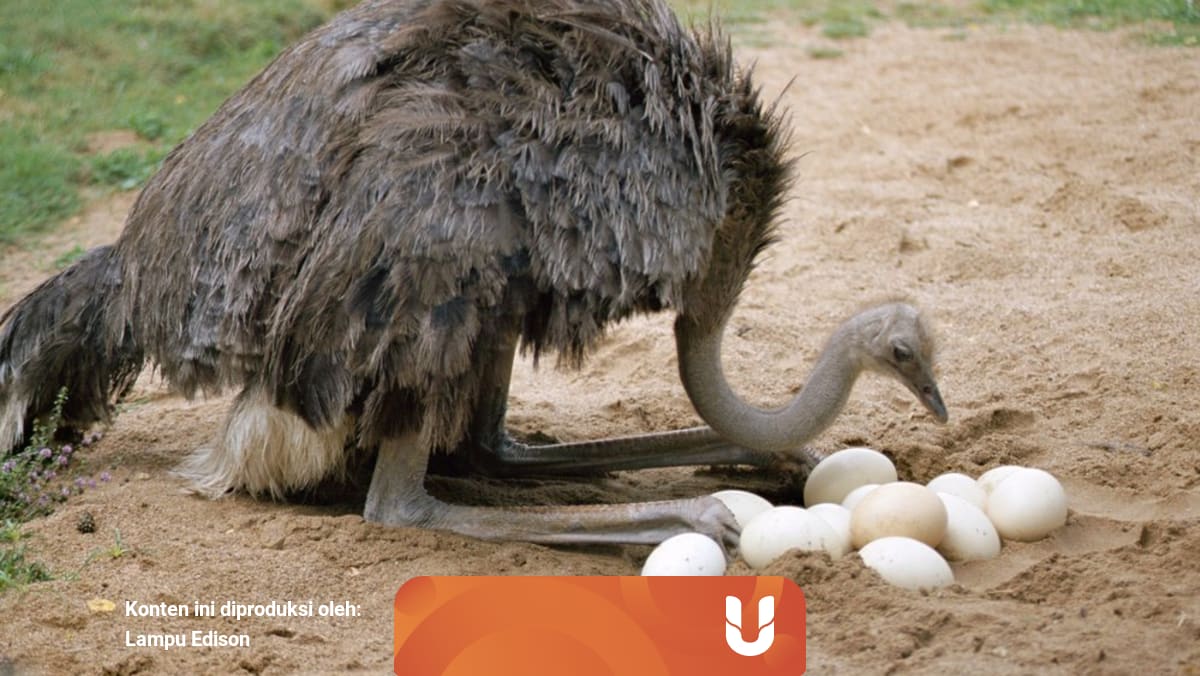 Alasan Burung Unta Memasukkan Kepala Ke Tanah Kumparan Com