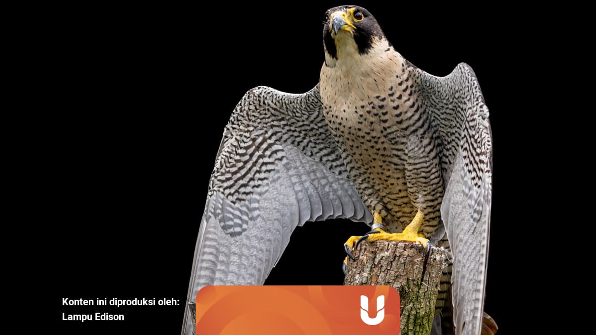 Yuk Berkenalan Dengan Burung Burung Tercepat Di Dunia Part 1 Kumparan Com