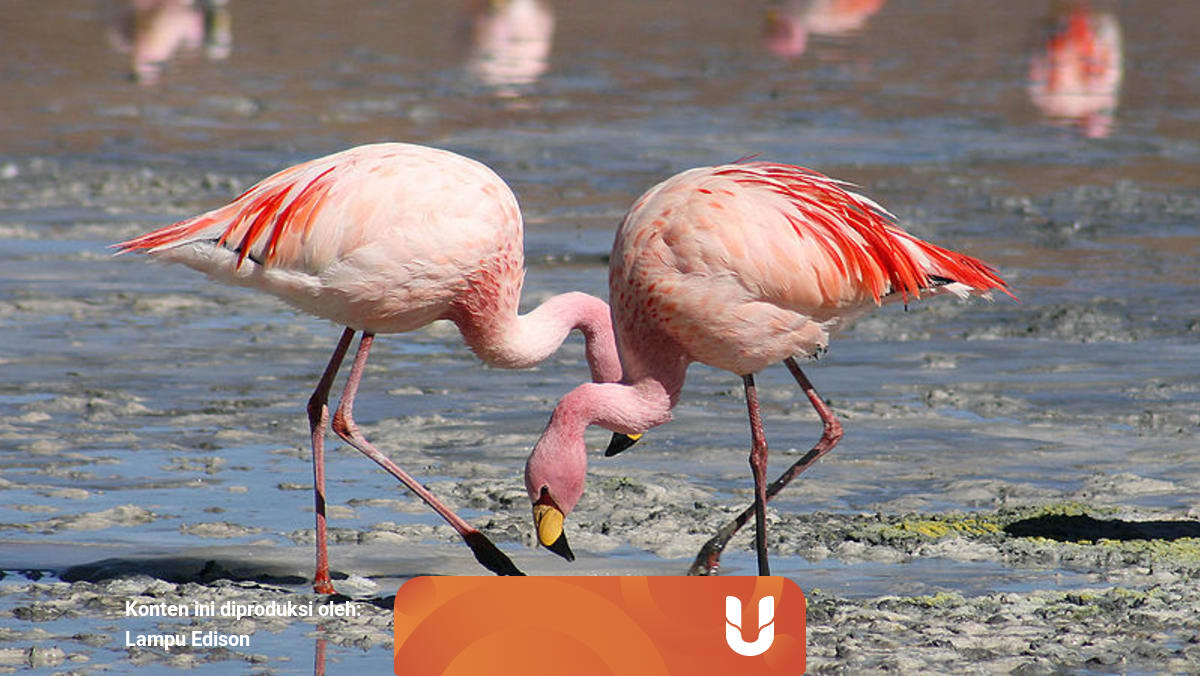 Warna Asli Tubuh Flamingo Bukan Pink Kumparan Com