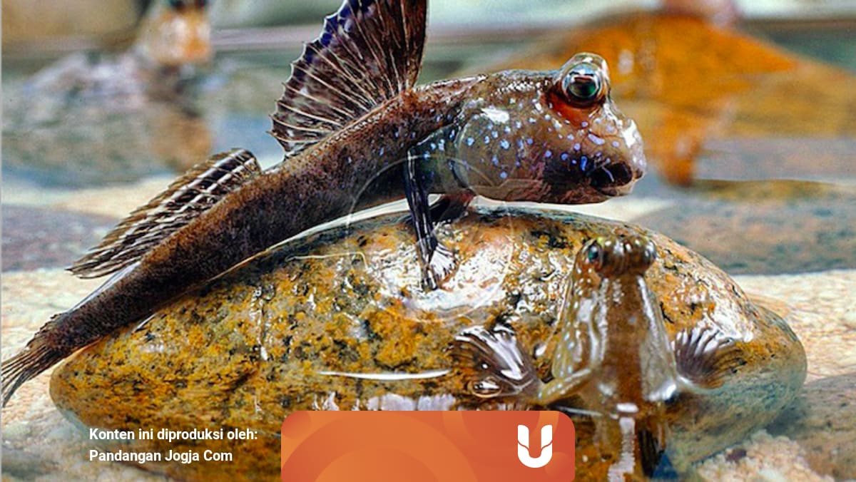 Mengenal Gelodok Ikan Yang Hobi Jalan Jalan Di Darat Ketimbang Berenang Kumparan Com