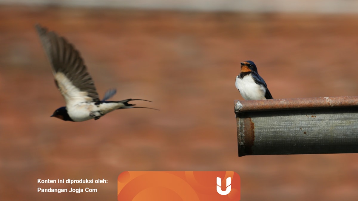 Burung Migran Yang Singgah Di Kota Jogja Suka Menginap Di Hotel Mewah Kumparan Com