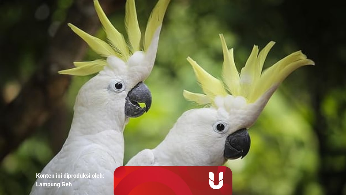 Coba Coba Jual Satwa Dilindungi 2 Orang Ini Terancam 5 Tahun Penjara Kumparan Com