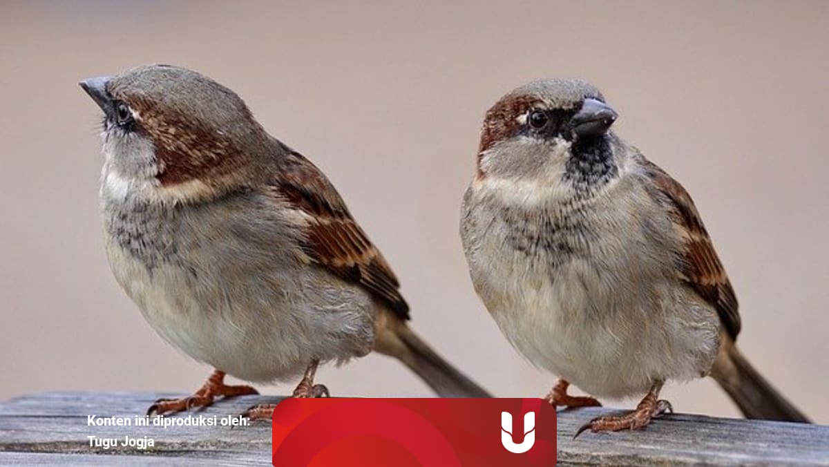 Dprd Sleman Usulkan Anggaran Rp 140 Juta Untuk Basmi Burung Pipit Kumparan Com