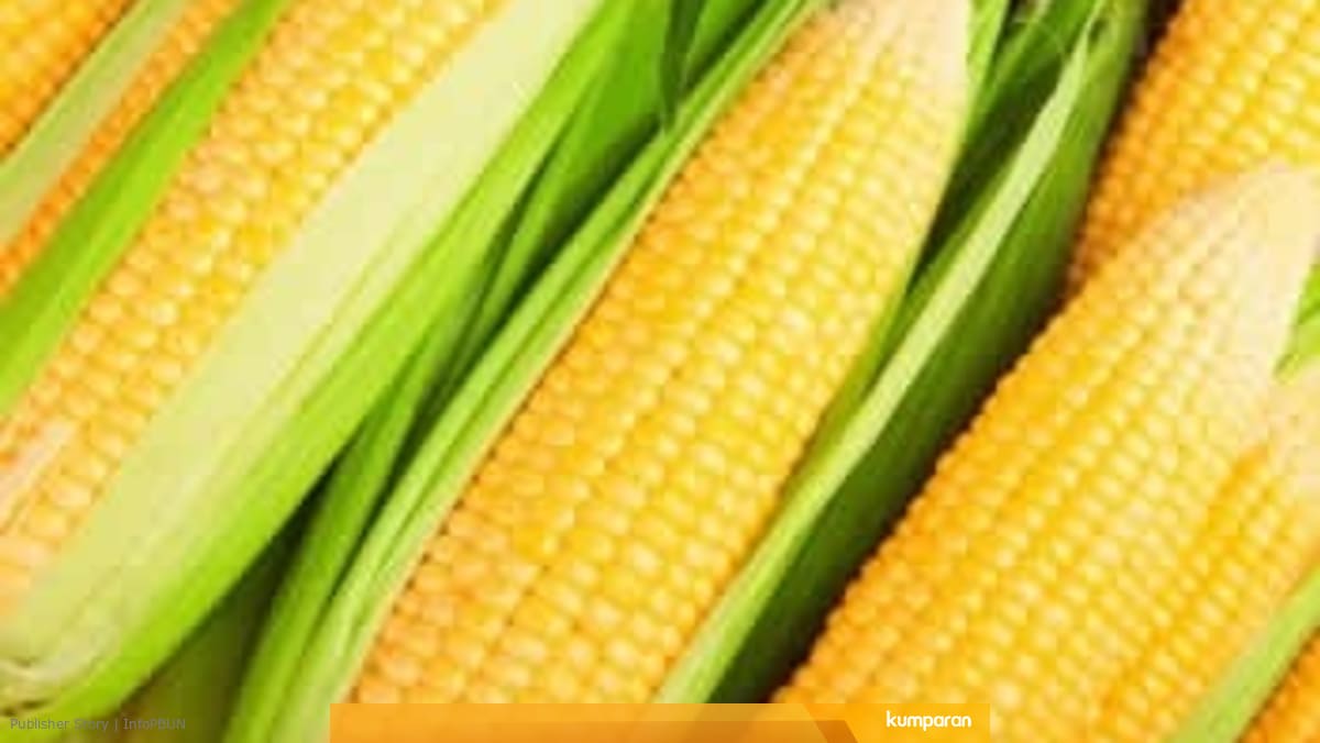 5 Manfaat Jagung Bagi Kesehatan Kita Kumparan Com 5 Manfaat Jagung Bagi Kesehatan Kita Kumparan Com