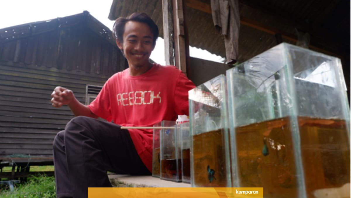 Tips Bisnis Ikan Cupang Dengan Modal Minim Ala Fathur Rahman Kumparan Com