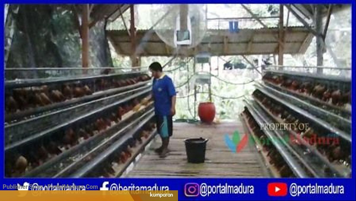 Hasilkan Telur Kualitas Super Kandang Ayam Ini Jadi Percontohan
