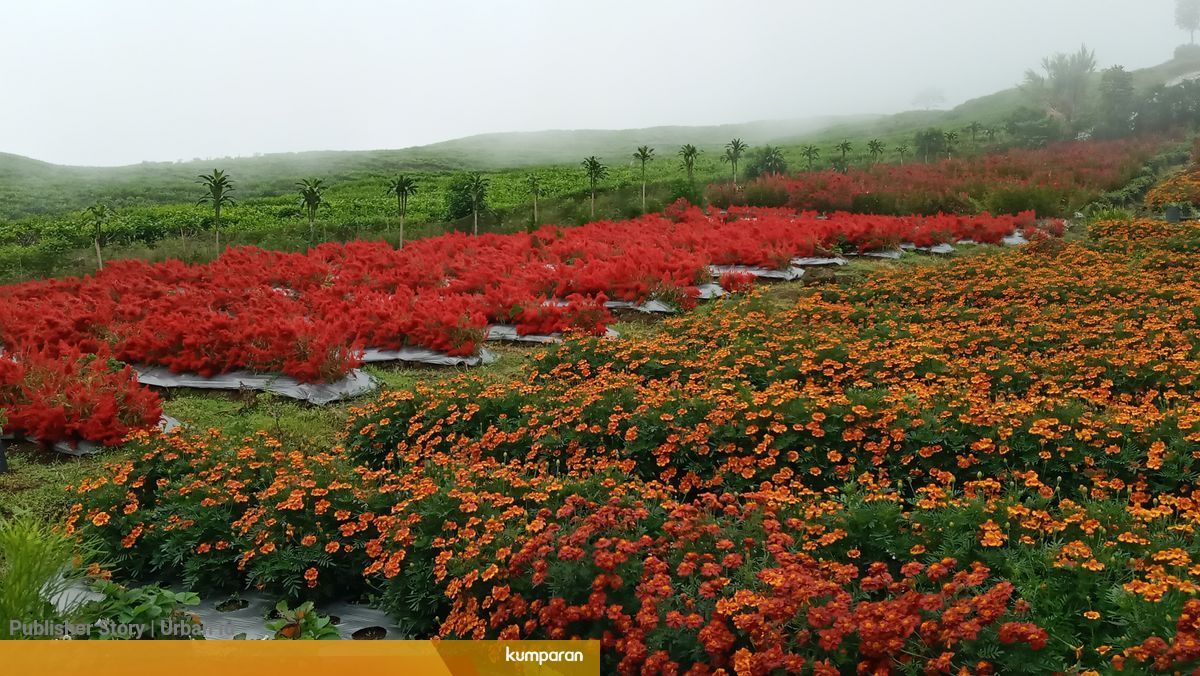Foto Mengunjungi Kebun Bunga Di Kaki Gunung Dempo Sumatera Selatan Kumparan Com