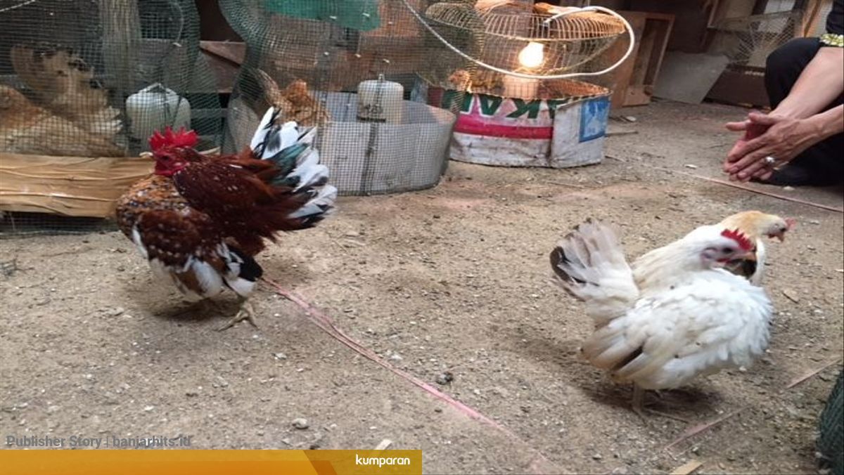Video Harga Mahal Si Ayam Mini Kumparan Com