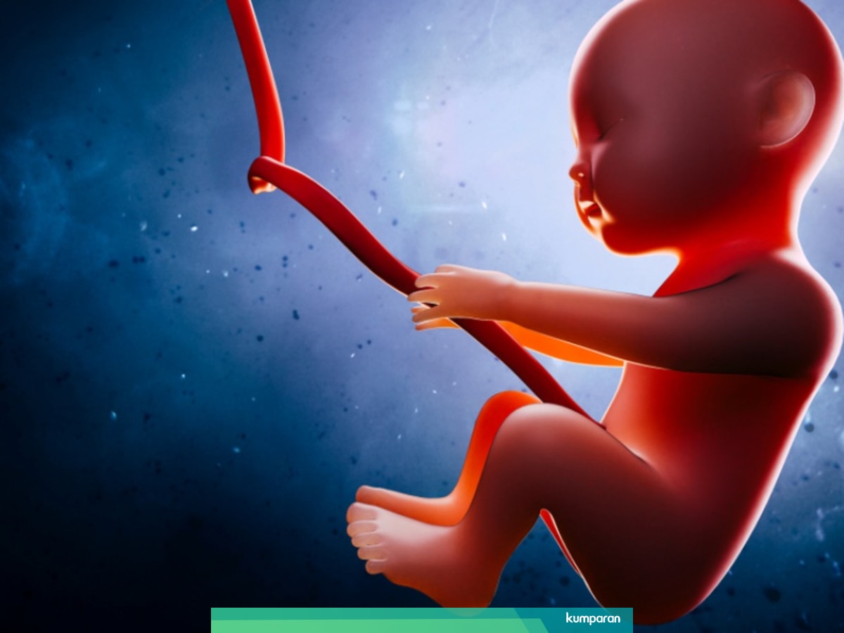 Tahap Perkembangan Jenis Kelamin Bayi Dalam Kandungan Kumparan Com