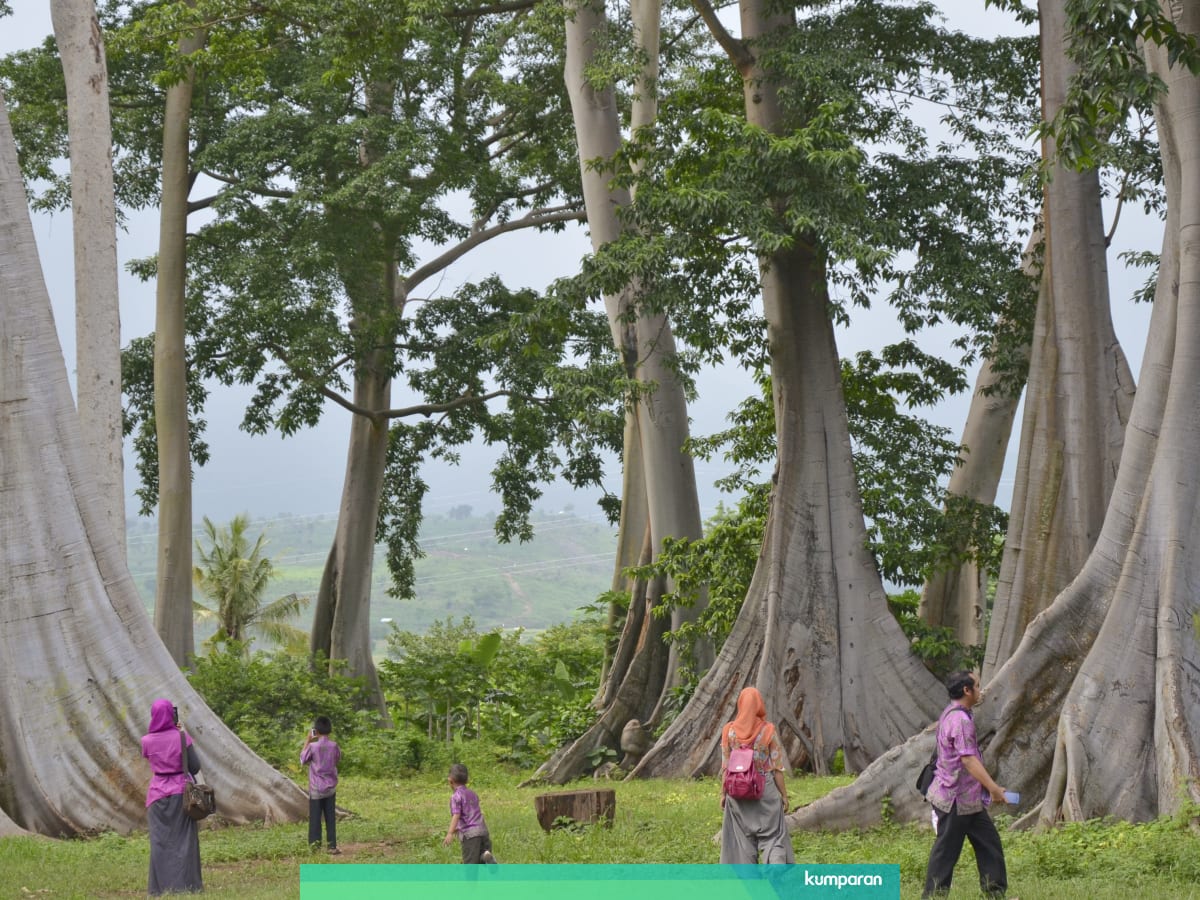 571 Tanaman Telah Punah Dalam 250 Tahun Terakhir Kumparan Com