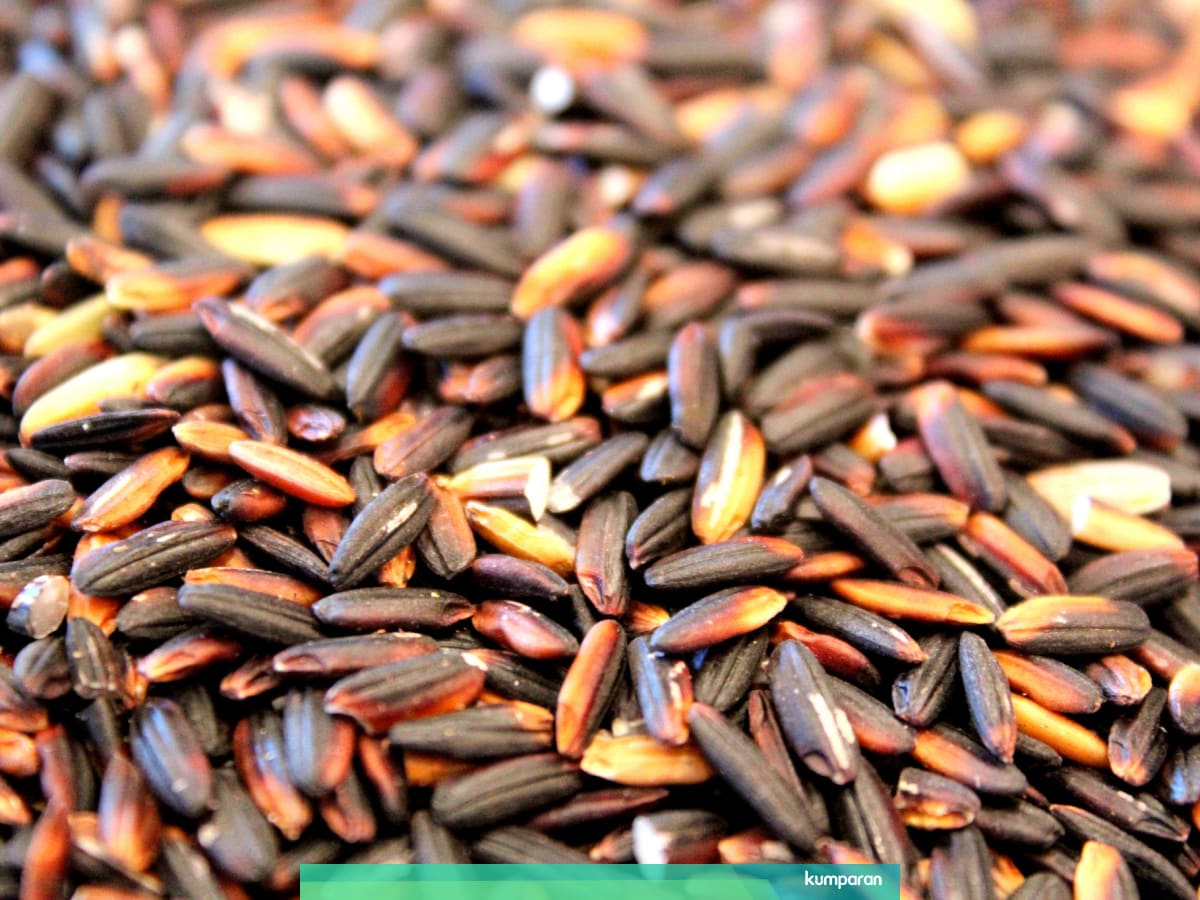 Manfaat Beras Ketan Hitam Untuk Diabetes