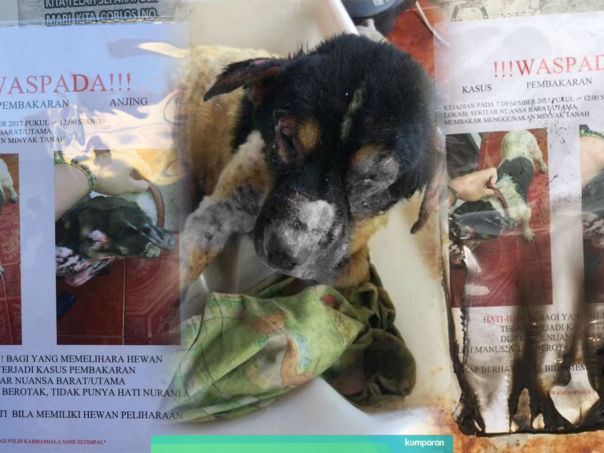 Contoh Gambar Ilustrasi Hewan Anjing